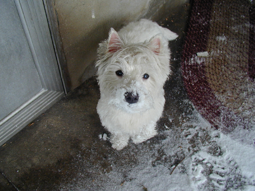 MacLeod the Westie, in from the snow!